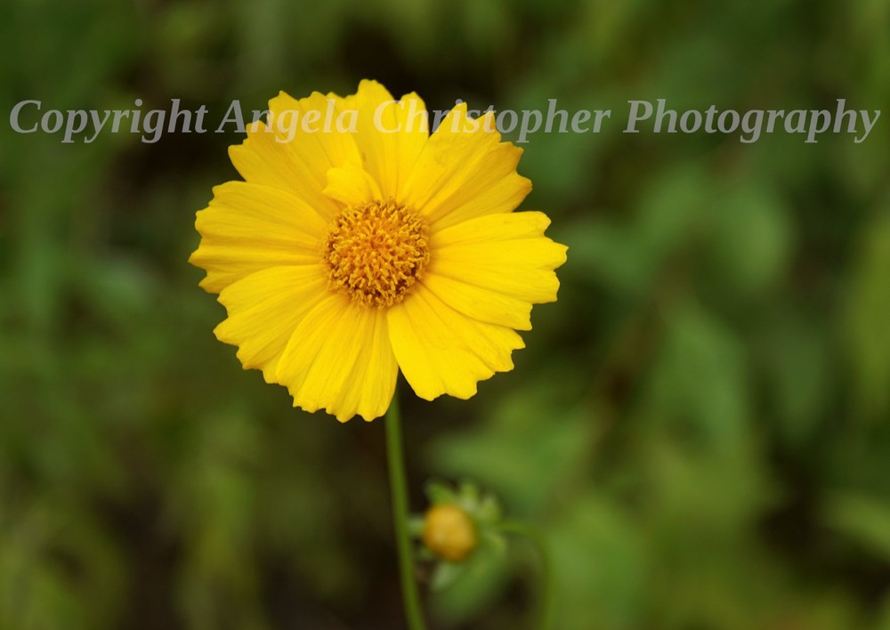 Original ACEO photo fine art print 2.5×3.5 inch YELLOW COREOPSIS flower tickseed