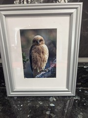 Jack Jeffrey Framed Signed Photograph ʻIo Endangered Hawaiian Hawk Wildlife