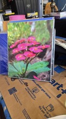 David R Britton Nature Photo Prints 8×10 Cardboard Lot Of 2 Forest Pink Flower