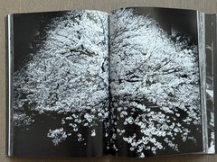 🎈MEGA RARE! Daido Moriyama – Light and Shadow 1982, First Edition! Great Copy