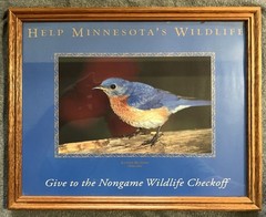 Eastern Bluebird (Sialia sialis) Framed Photo for Helping Minnesota’s Wildlife
