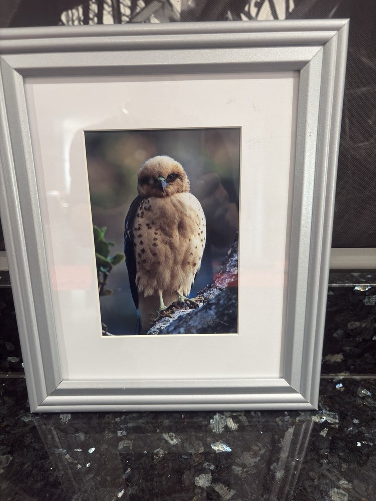Jack Jeffrey Framed Signed Photograph ʻIo Endangered Hawaiian Hawk Wildlife