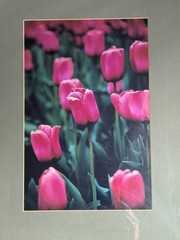 Framed Pink Tulips Floral Photograph -Green Matting Silver Frame 16.5″x12.5″