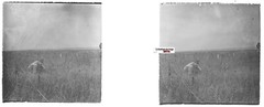 Bataille Somme, Plate Glass Stereo, Positive Antique Black & White