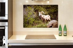 Bighorn Sheep – Fine Art Photography Prints – Canvas / Metal / Paper