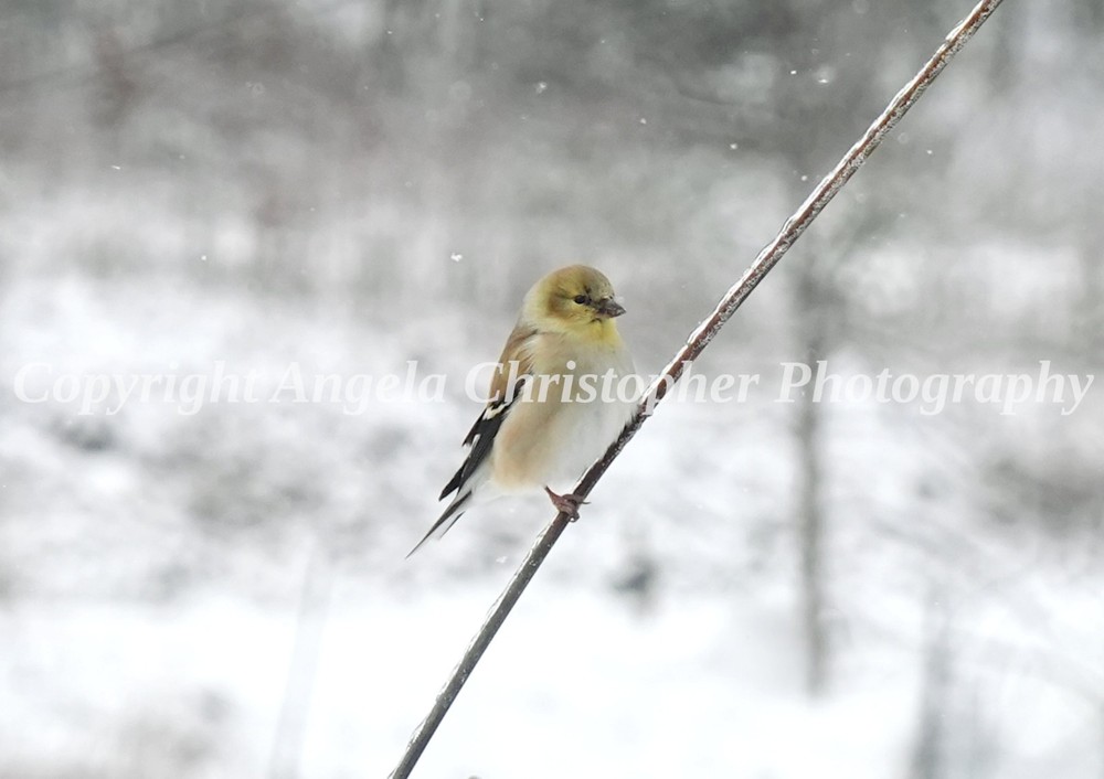 Original ACEO photo fine art print 2.5 x 3.5 inch GOLDFINCH IN SNOW yellow bird