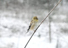 Original ACEO photo fine art print 2.5 x 3.5 inch GOLDFINCH IN SNOW yellow bird