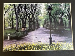 Lot Of 4 Matted Photo Prints Of NYC New York City Central Park – 8×10