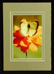 Wall Art Photography Hummingbirds Butterflies Garden 3×5 Photo Prints 4×6 Mats