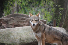 Red Wolf Background | Wildlife Portrait Photo | High‑Res -000