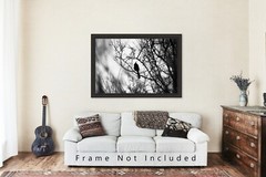 Cardinal Photography Print: Arizona Black & White Bird Desert Southwest Photo