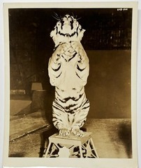Original RINGLING BROS Circus Standing TIGER PHOTO – Roland Butler Collection