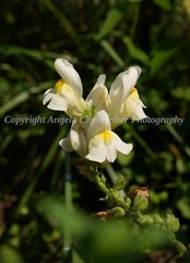 Original ACEO photo fine art print 2.5 x 3.5 in BUTTER AND EGGS FLOWERS toadflax