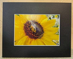 Honey Bee Sunflower Fine Art Photography – 5×7 Matted Nature Print by Audra Dean