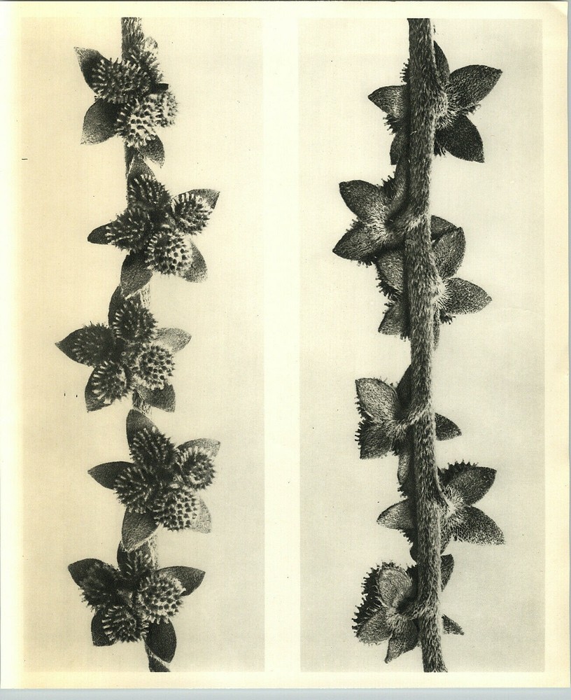 1942 Original BOTANICAL PLANT Houndstongue Flower Photo Art KARL BLOSSFELDT