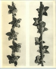 1942 Original BOTANICAL PLANT Houndstongue Flower Photo Art KARL BLOSSFELDT