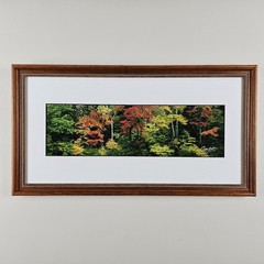 ART – Signed Gary Love Photograph 21.75×11.75 Framed Landscape Art – Maine Trees