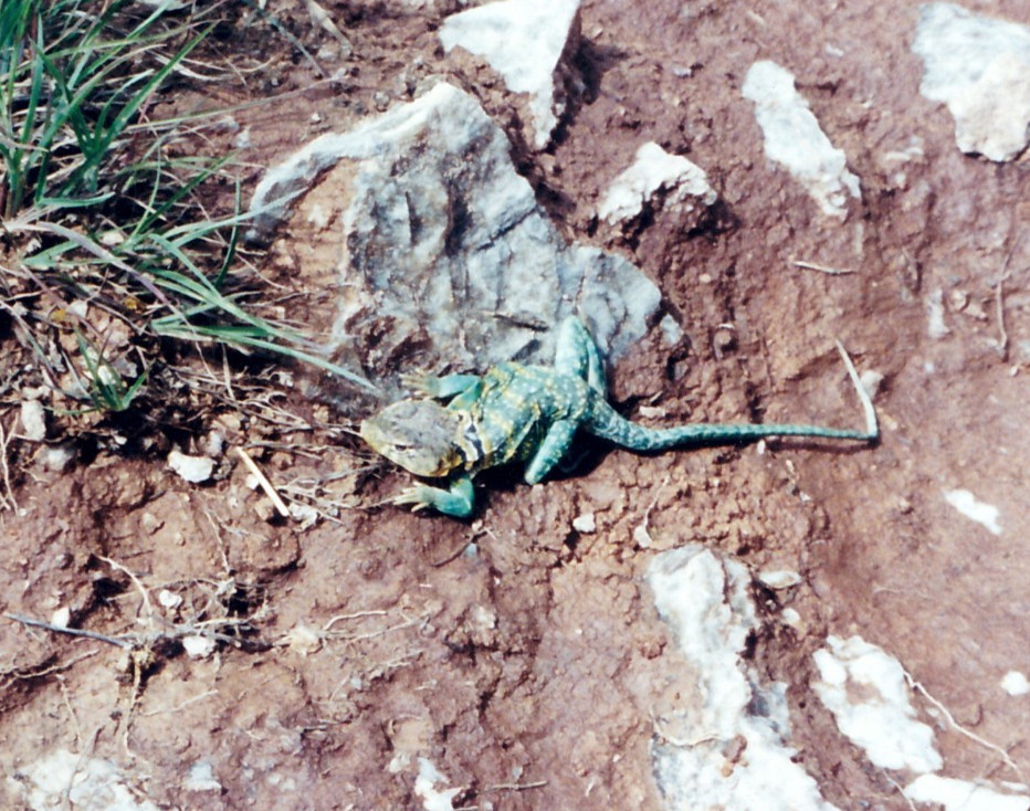Lizard on the prowl 5×7″ photograph print