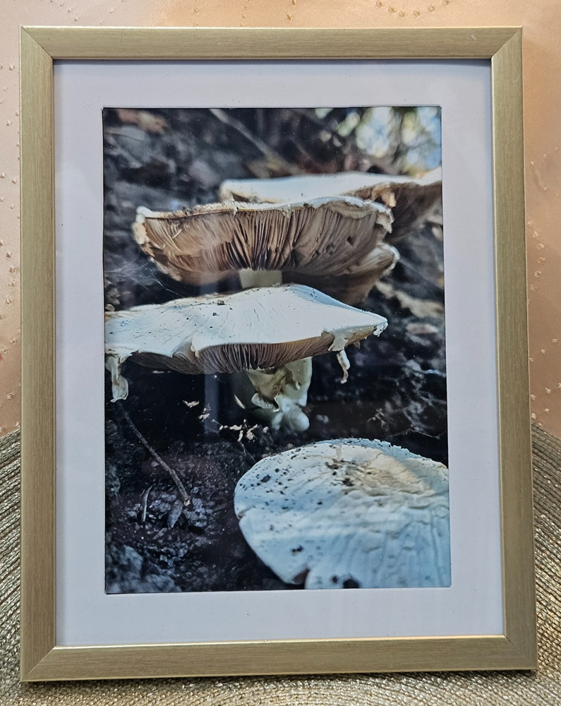 Woodland Forest Mushrooms Photo by Audra Deane 5×7 Framed Original Nature Art