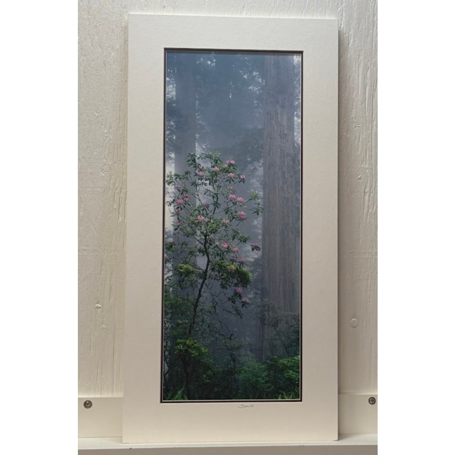 Signed Michael Sherrill Photo Redwoods Rhododendron Matted Vertical Forest Art