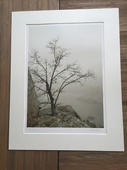 BRUCE BLUM SIGNED SEPIA Photo Print (19″X 24 “)-“Tree on Ledge”
