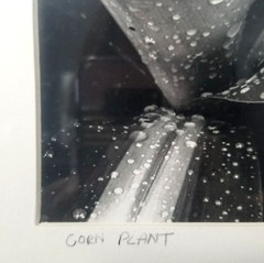 Vtg Black & White Corn Plant Photograph By Artist Matted Signed Dated And Framed