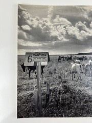 Vintage Large Black & White Photography Print Cattle Ranch Western Cowboys Rural
