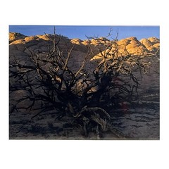 2002 Jim Witkowski 8×10 Color Photograph “Burnt Pinion at White Knolls” Arizona