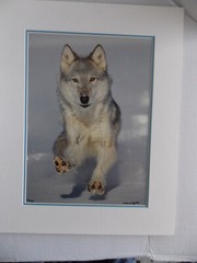 WOLF PHOTOGRAPH BY WARREN MAGILL LIMITED EDITION 20″ X 16″ # 2