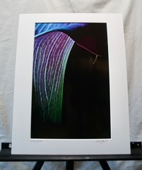 Original Photography Art Print “Calla”