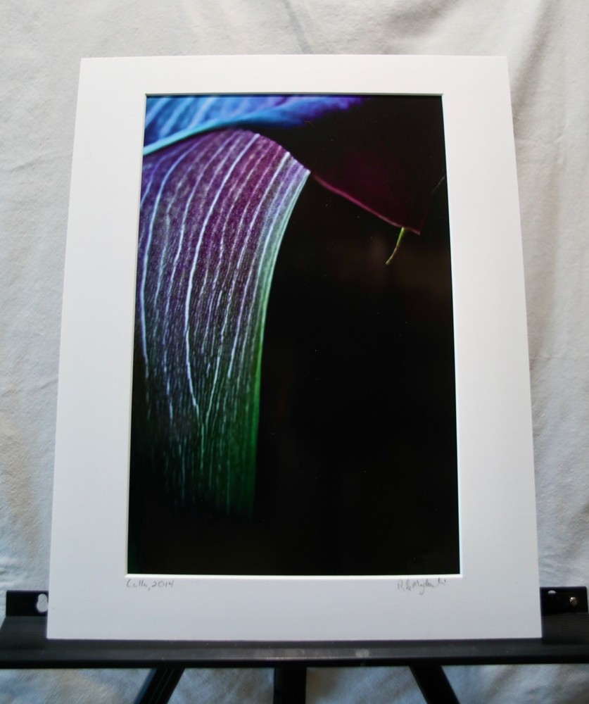 Original Photography Art Print “Calla”