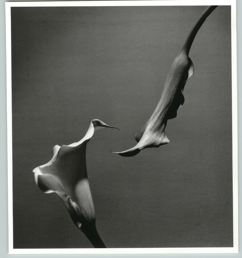 1989 1992 Two Callas Lily Flowers Large Art Photo By Horst 16X20