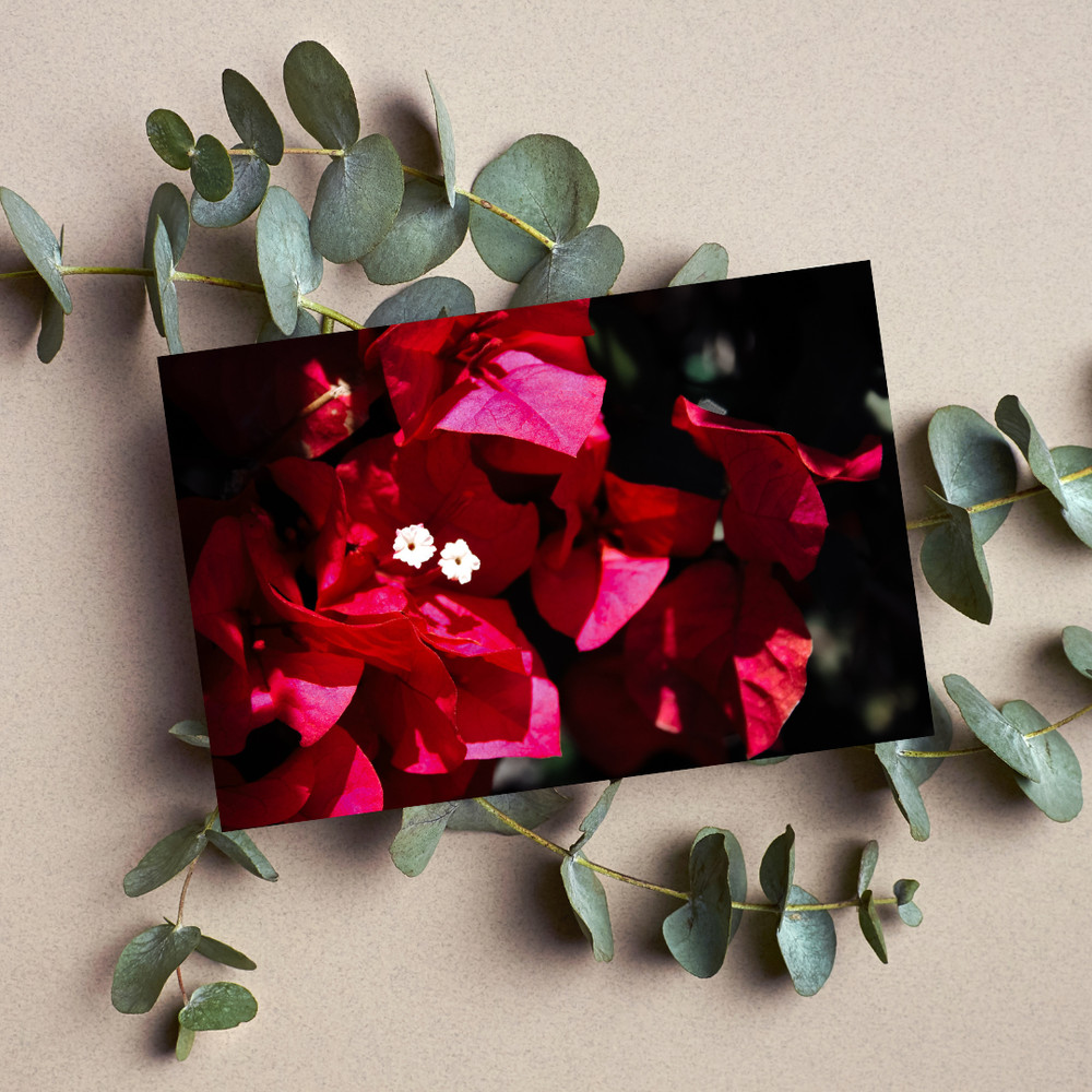 Flower Photography Print – Nature Wall Art, Home Décor, 7×5