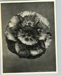1942 Original BOTANICAL PLANT Carmel Daisy Flower Photo Art KARL BLOSSFELDT