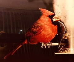 Red Cardinal Bird Photograph Art Picture 8×10 Feeder Perched