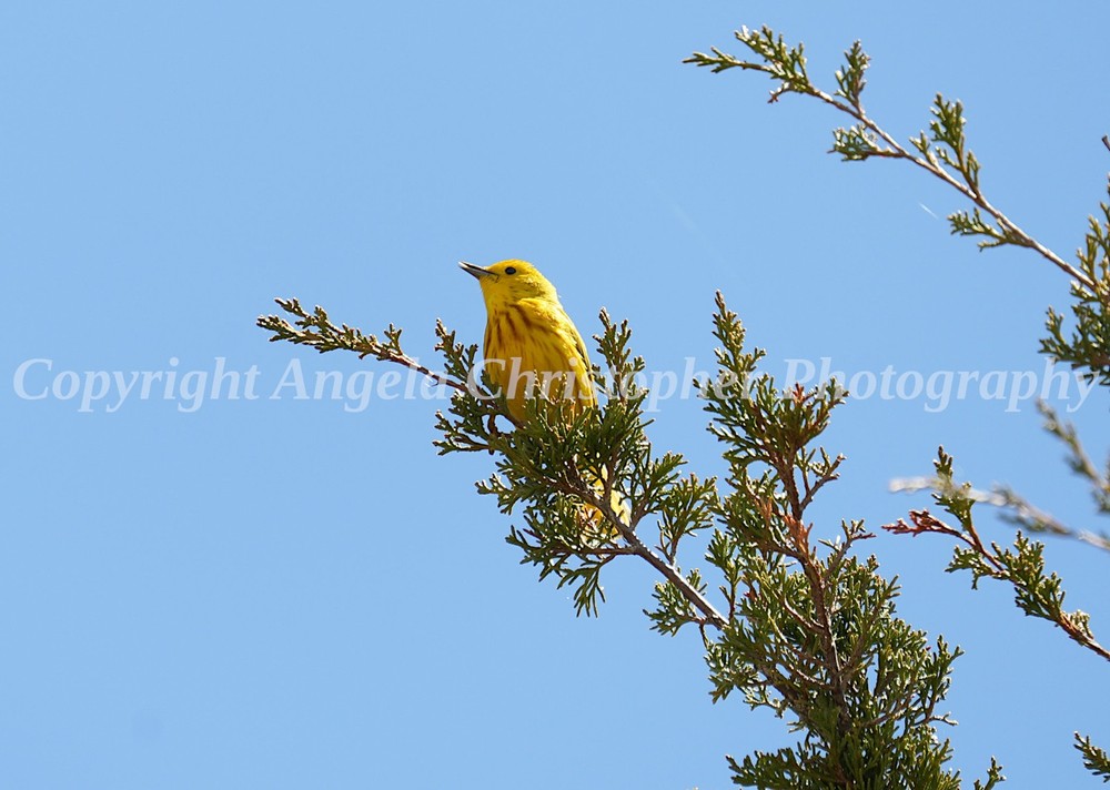 Original ACEO photo fine art print 2.5 x 3.5 in. NORTHERN YELLOW WARBLER IN TREE
