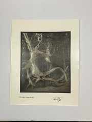 Jim Fitzgerald Elk Head Shore Acres Signed Photograph Carbon Transfer
