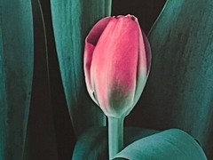 NICK ZUNGOLI Vintage 1981 “Pink Tulips” Signed & Framed- 18 x 24″