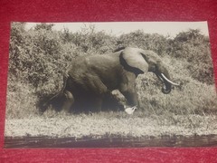 Animals Of Africa / Anonymous – 2 Silver Photos Elephant & Lioness Ca 1950