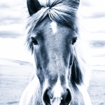 Horse, Iceland, travel photography, makarovafoto