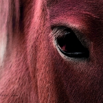 Red Horse Eye Makarovafoto.com