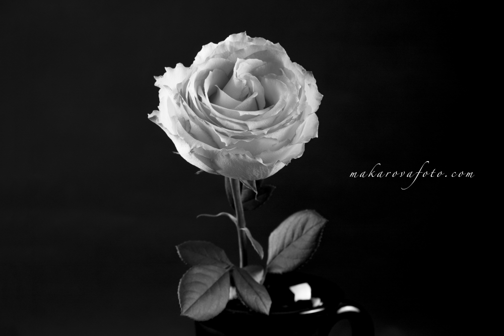 Black&White Flower Makarovafoto.com
