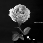 Black&White Flower Makarovafoto.com